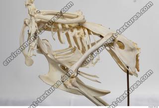 hen skeleton 0002